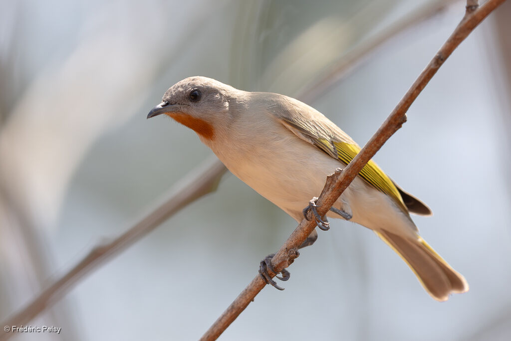 Méliphage à gorge rousse