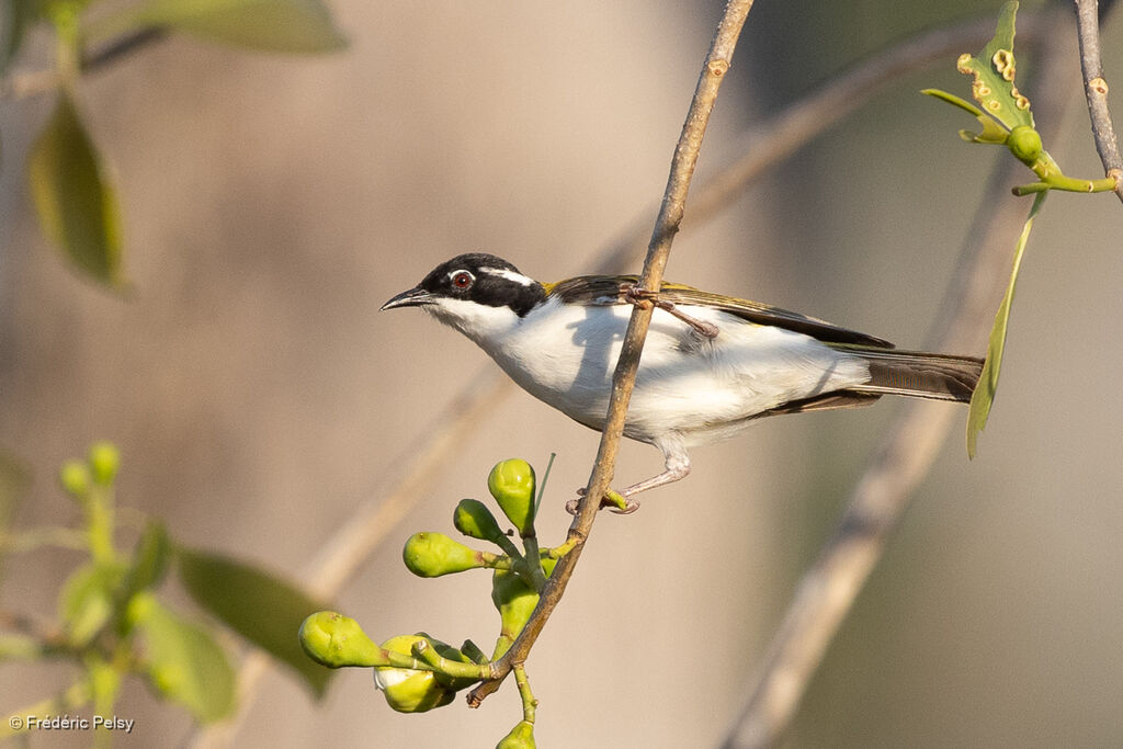 White-throated Honeyeater