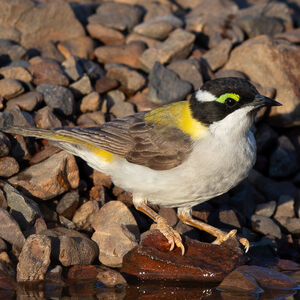 Méliphage à menton noir