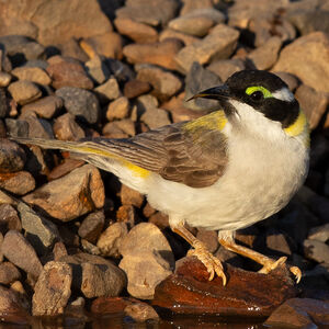 Méliphage à menton noir