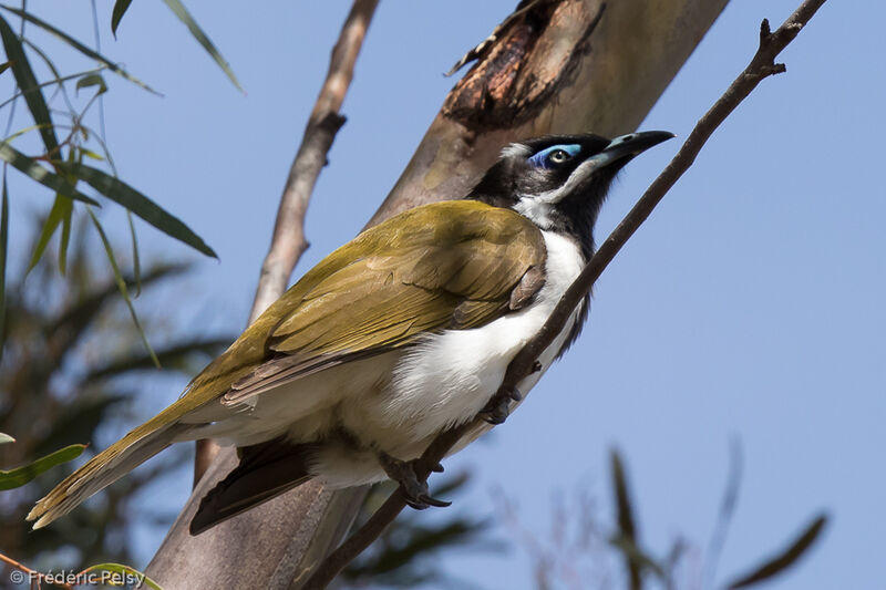 Blue-faced Honeyeateradult