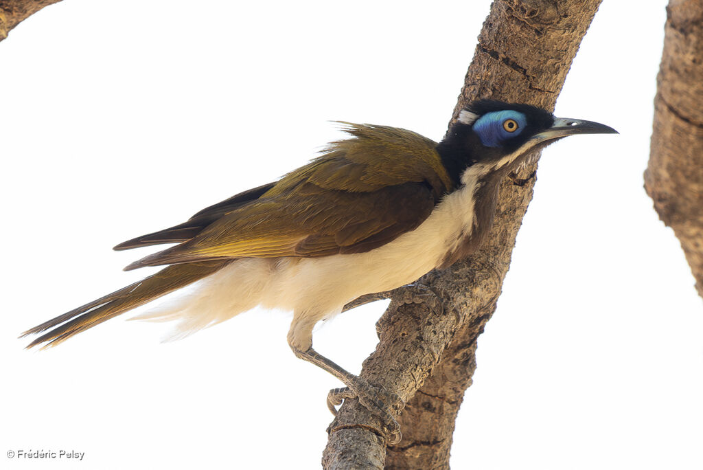 Méliphage à oreillons bleusadulte