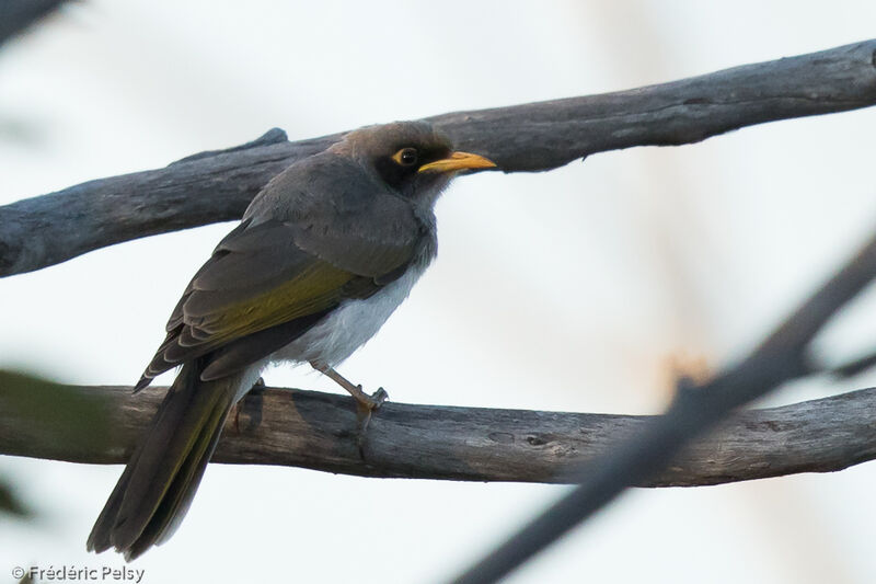 Black-eared Miner