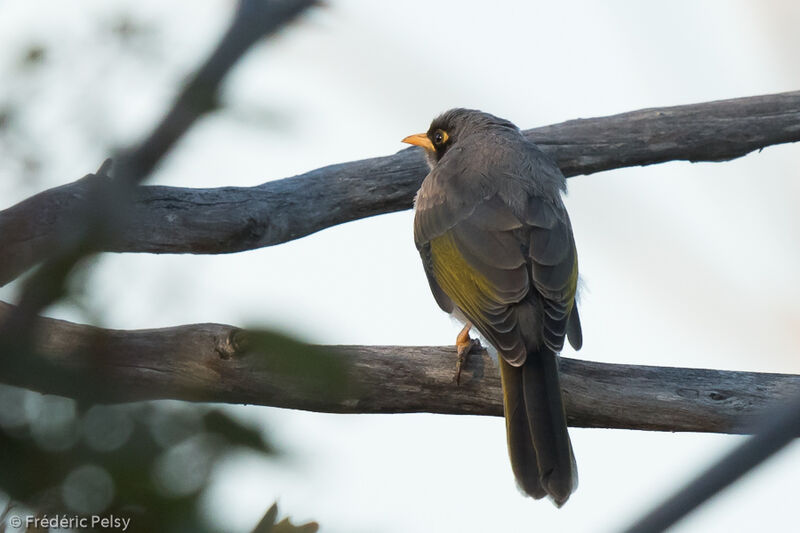 Black-eared Miner