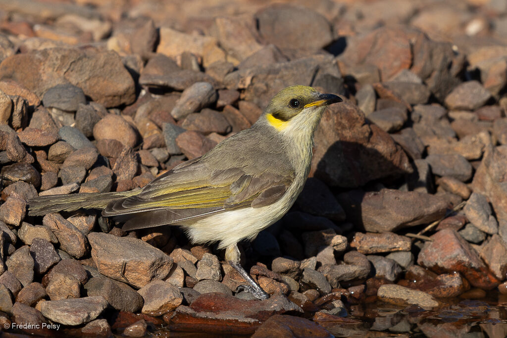 Méliphage à plumet noir