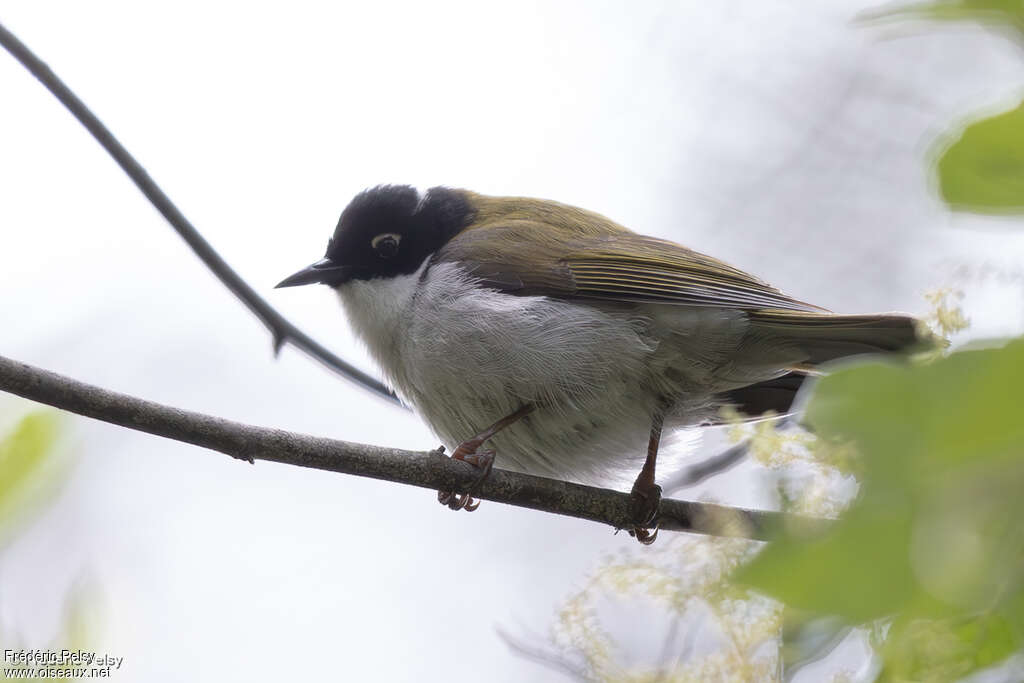 Méliphage à sourcils rouges - Méliphage du Swan<br />adulte