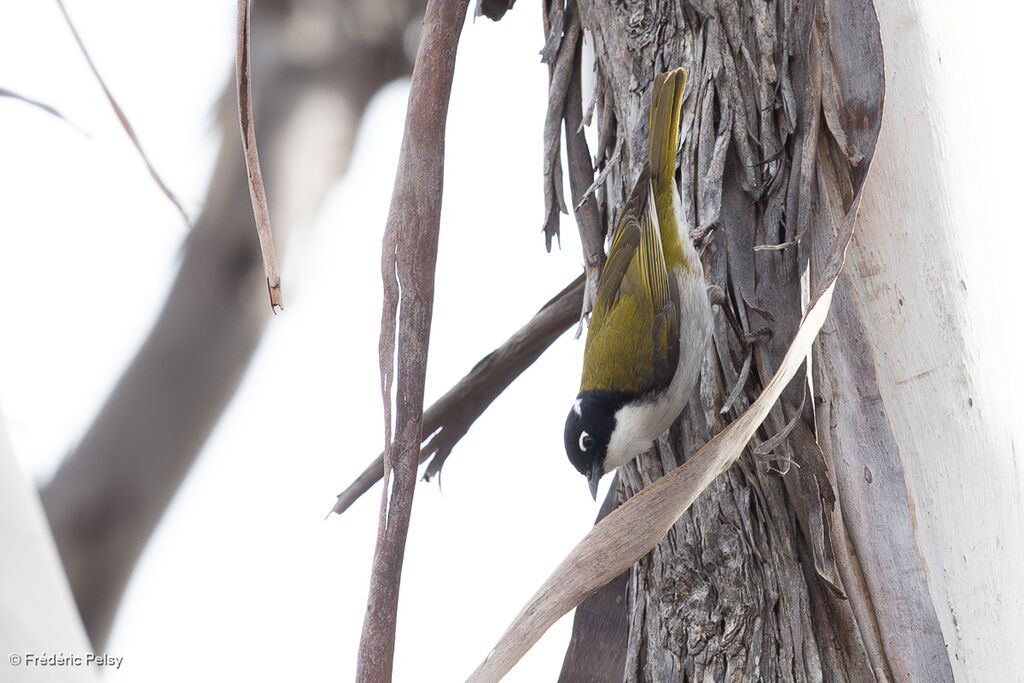 Méliphage à sourcils rouges - Méliphage du Swan<br />adulte