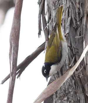Méliphage à sourcils rouges