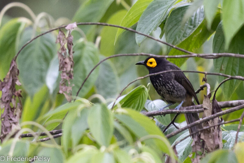 Arfak Honeyeater