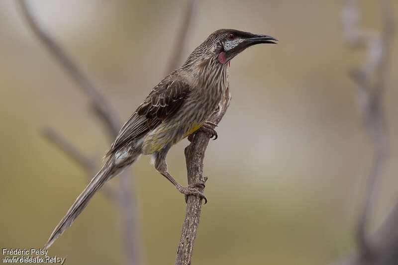 Red Wattlebirdadult, identification