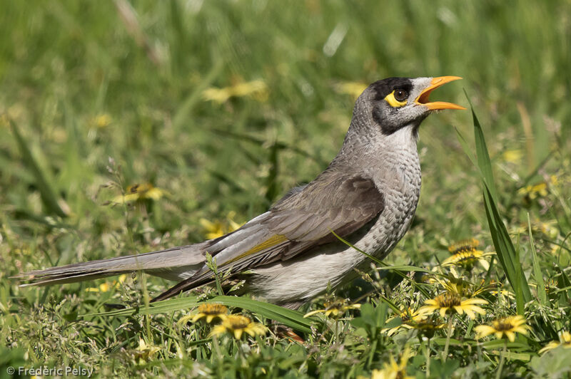 Noisy Miner