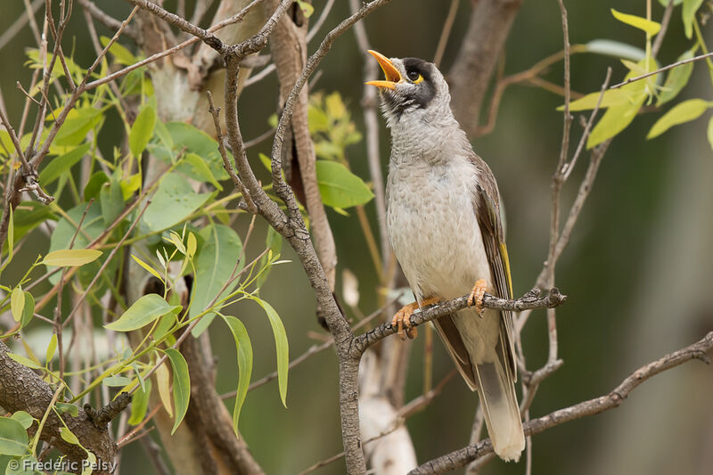 Noisy Mineradult, song