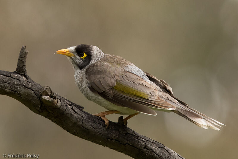 Noisy Miner