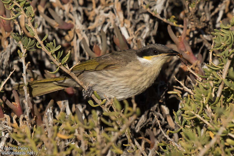 Singing Honeyeateradult, feeding habits