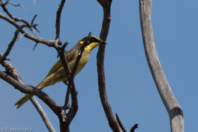 Yellow-tufted Honeyeater