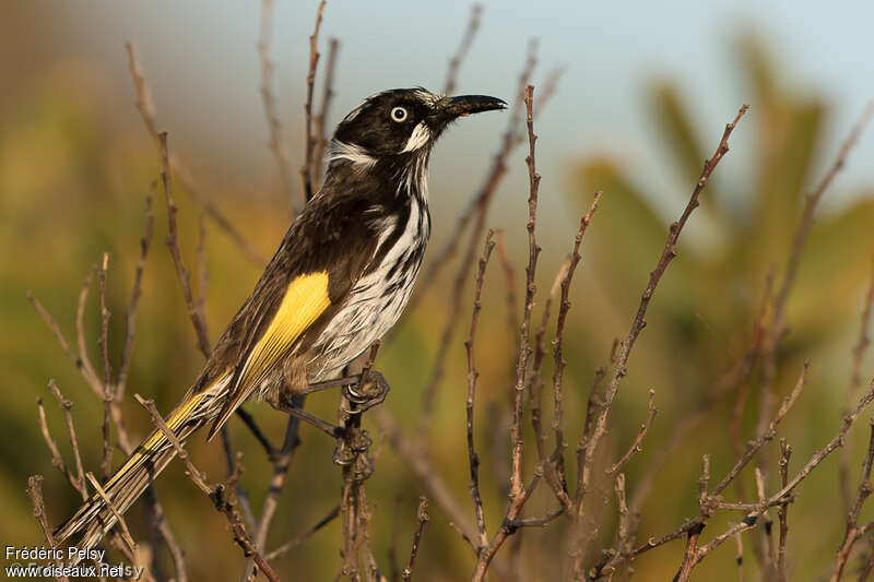 New Holland Honeyeateradult, identification