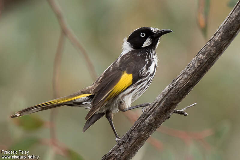 New Holland Honeyeateradult