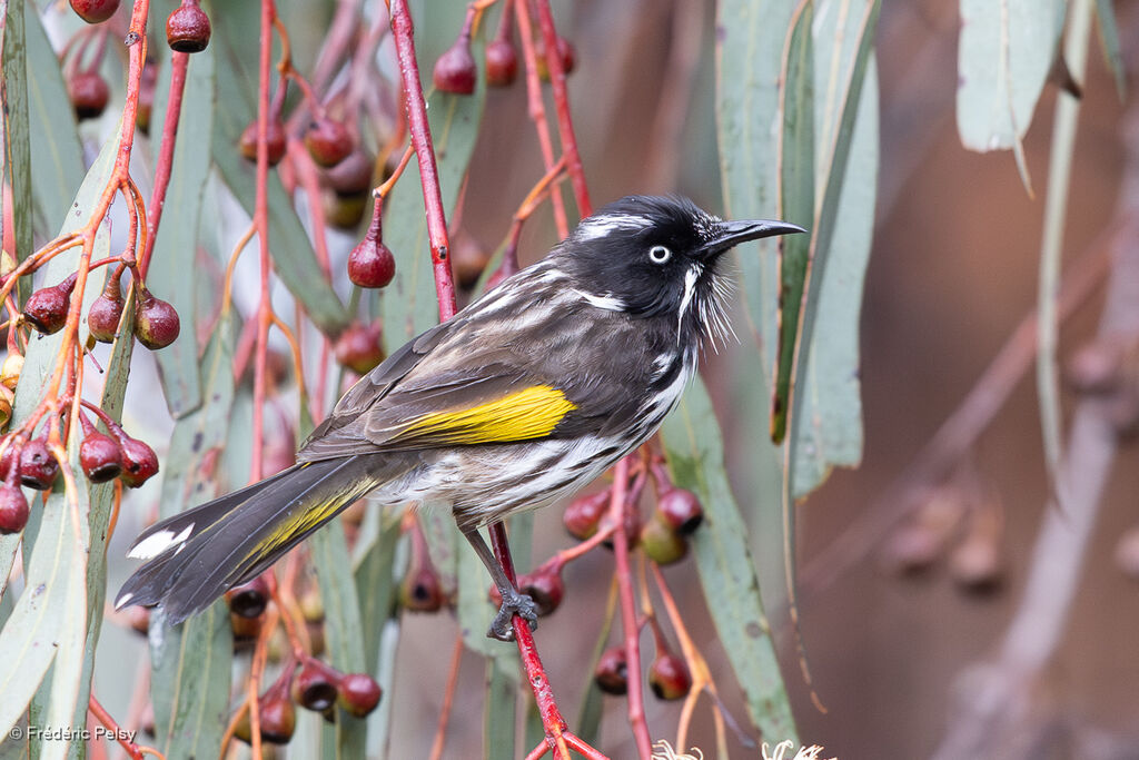 Méliphage de Nouvelle-Hollande