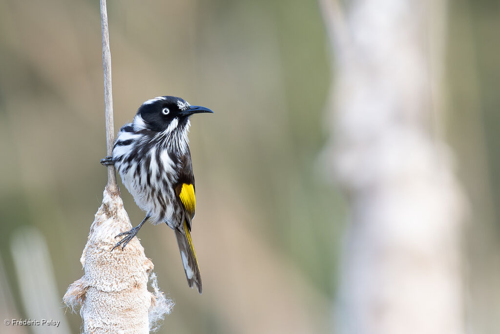 New Holland Honeyeater