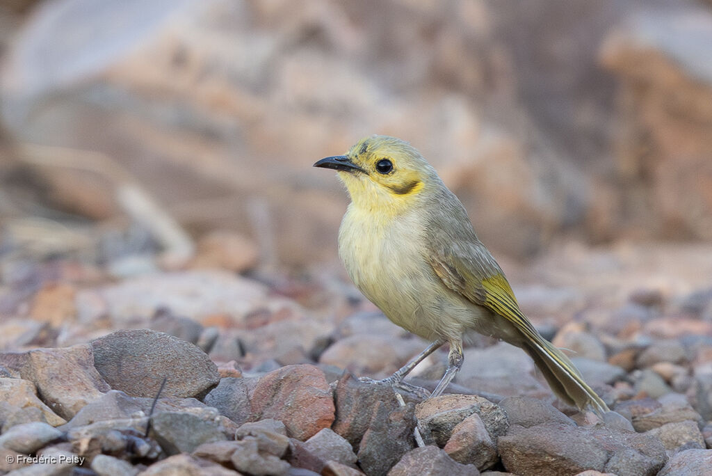 Méliphage flavescent