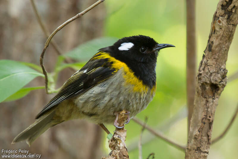 Méliphage hihi mâle adulte, identification