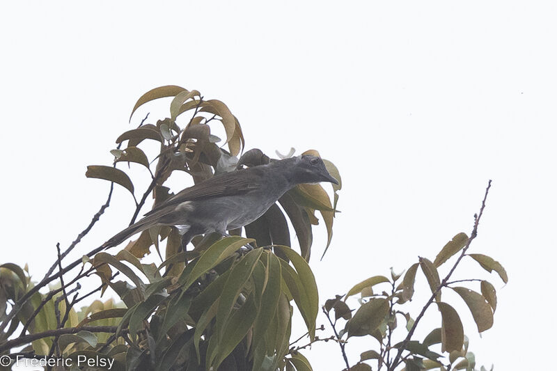 Marbled Honeyeater