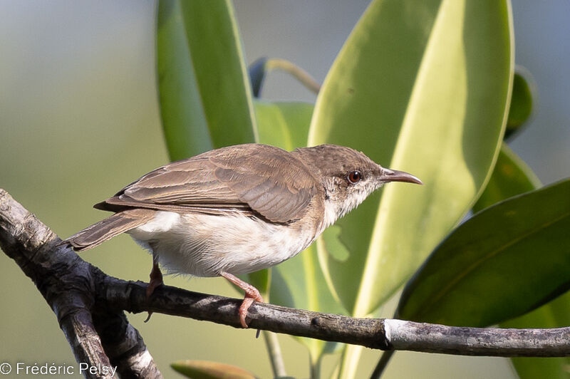 Brown-backed Honeyeater