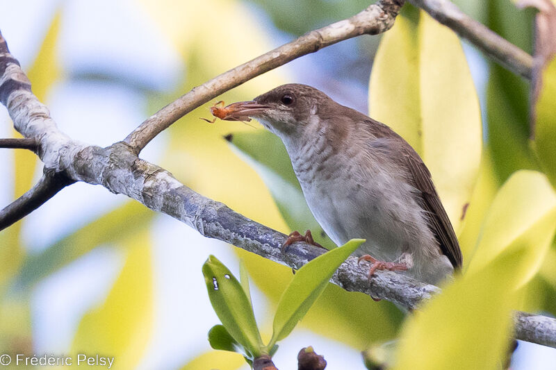 Brown-backed Honeyeater