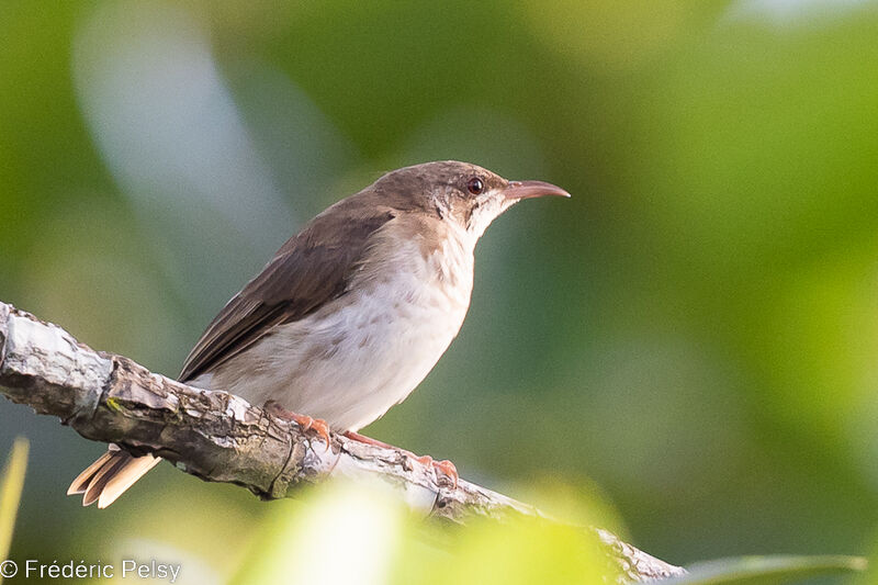 Brown-backed Honeyeater