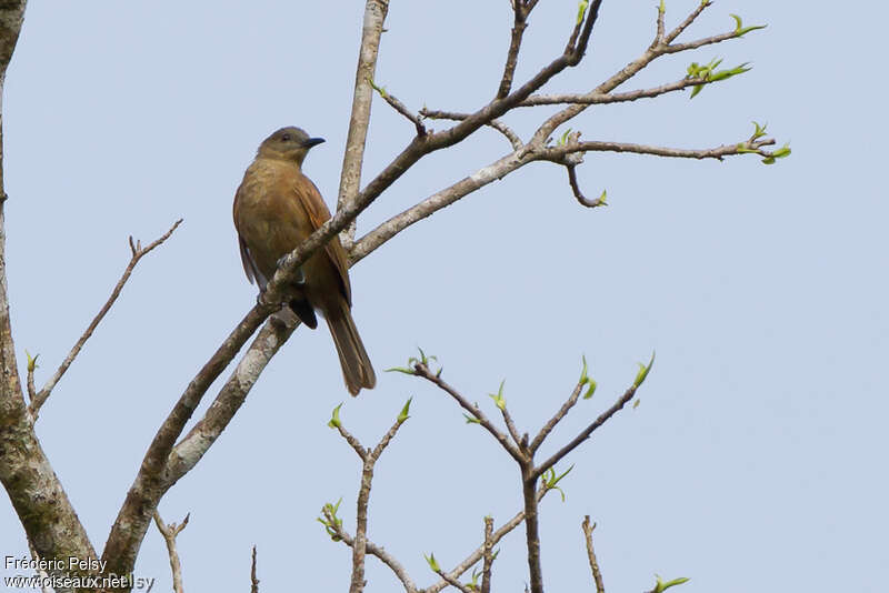 Plain Honeyeater