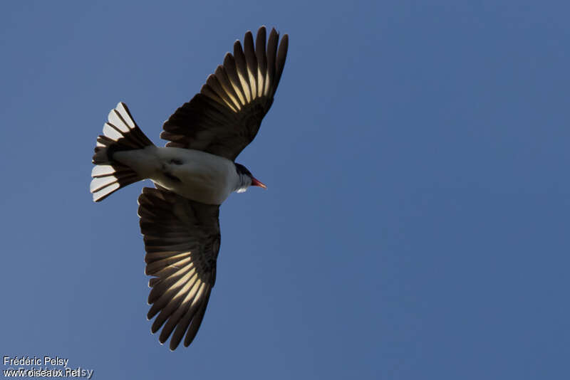 Painted Honeyeater, Flight