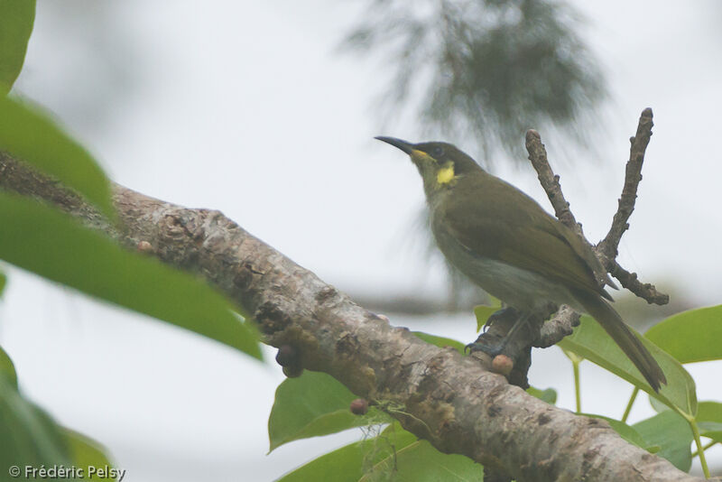 Mimic Honeyeateradult