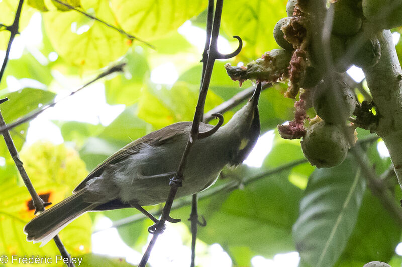 Mimic Honeyeater