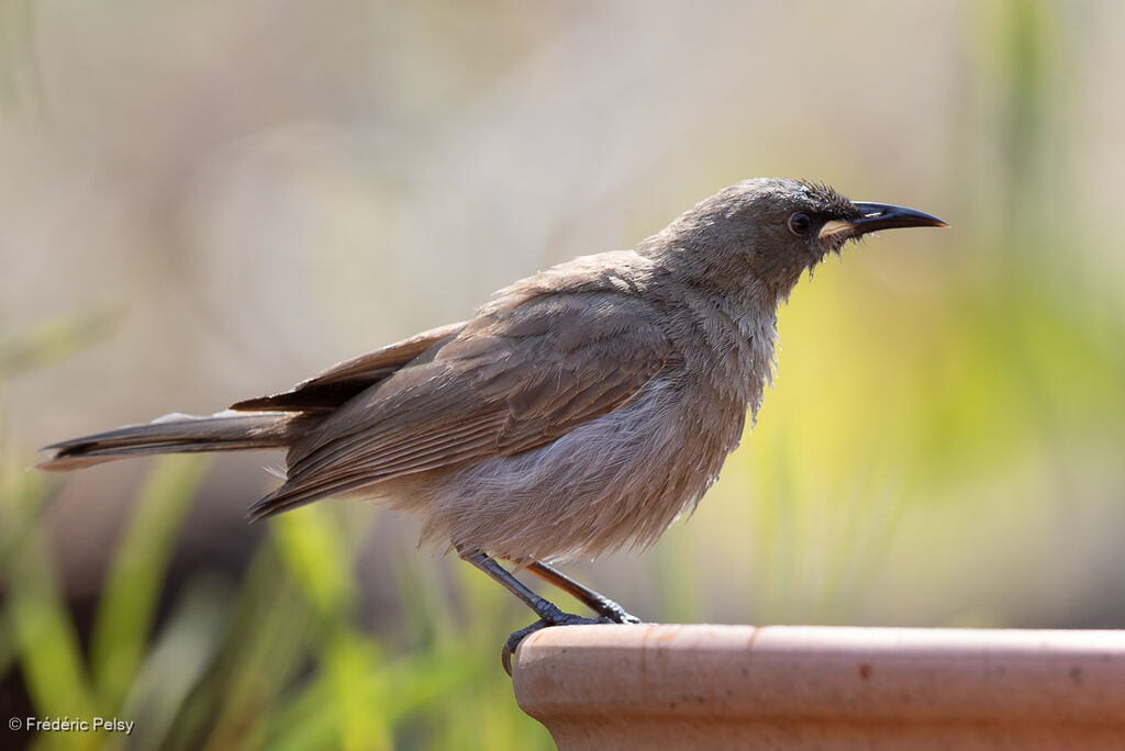 Méliphage unicolore