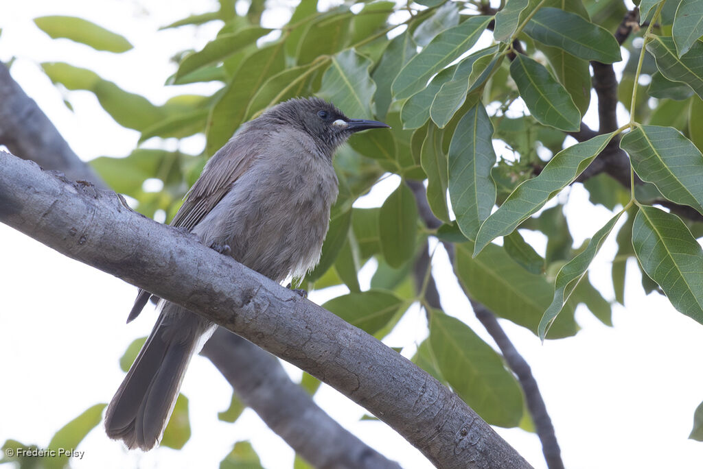 Méliphage unicolore