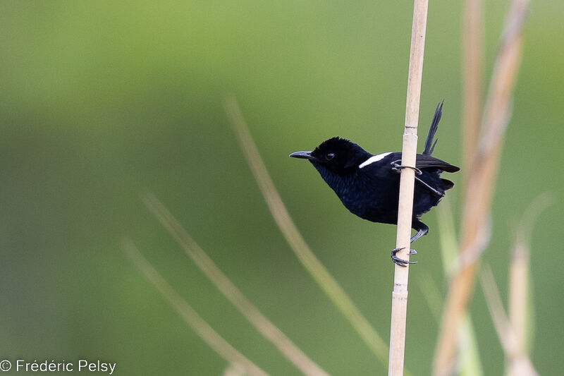 White-shouldered Fairywren