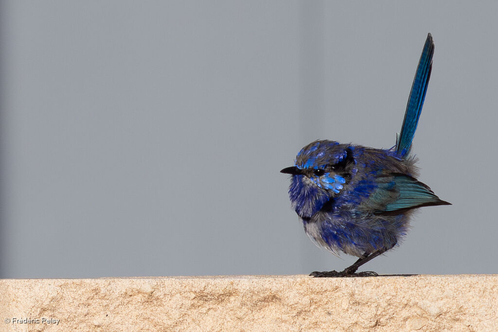 Splendid Fairywren male