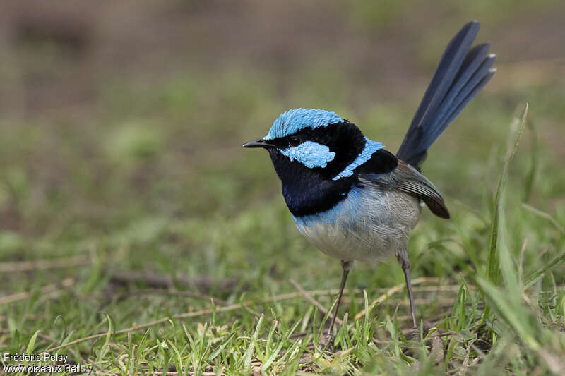 Superb Fairywren male adult, pigmentation, Behaviour