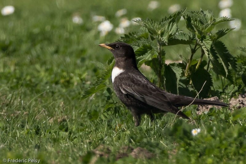 Ring Ouzel male adult