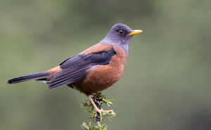 Merle à tête grise