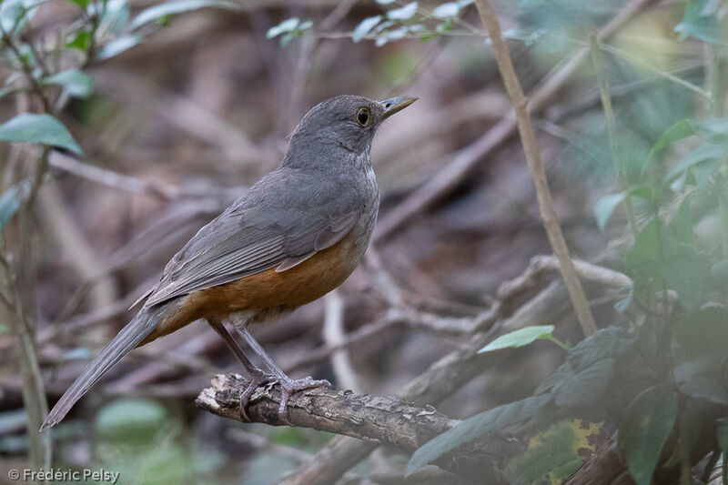 Rufous-bellied Thrush