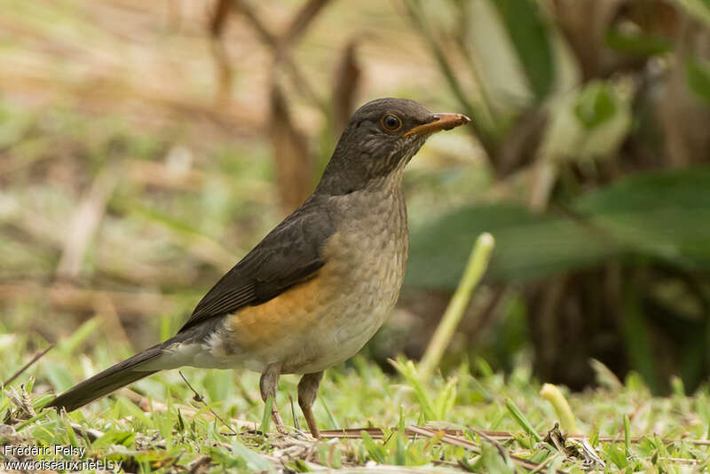 African Thrushadult, identification