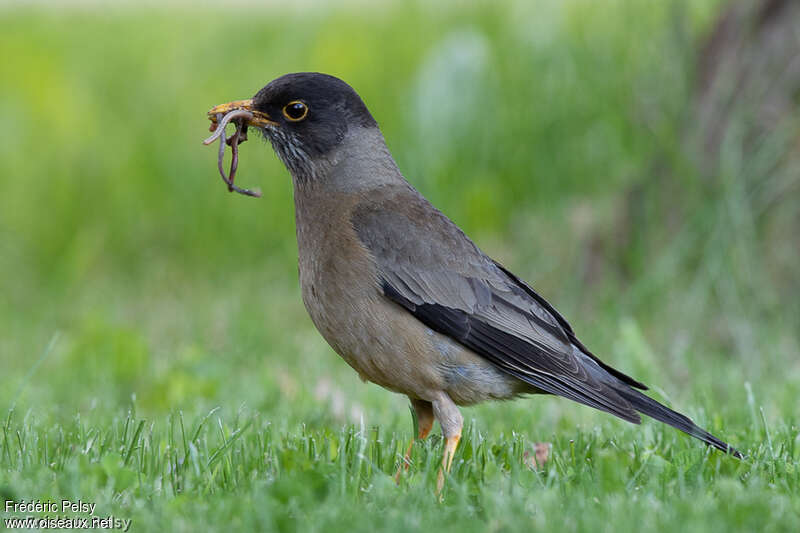 Austral Thrushadult, eats, Reproduction-nesting