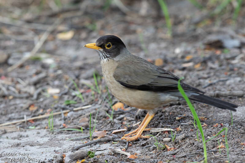 Austral Thrushadult, identification