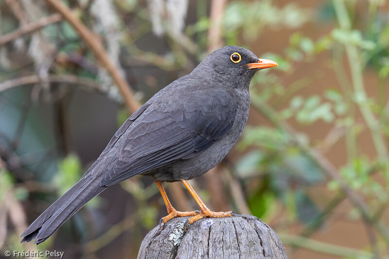 Great Thrush