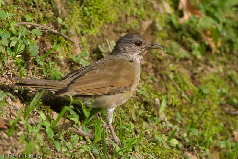 Pale-breasted Thrushadult