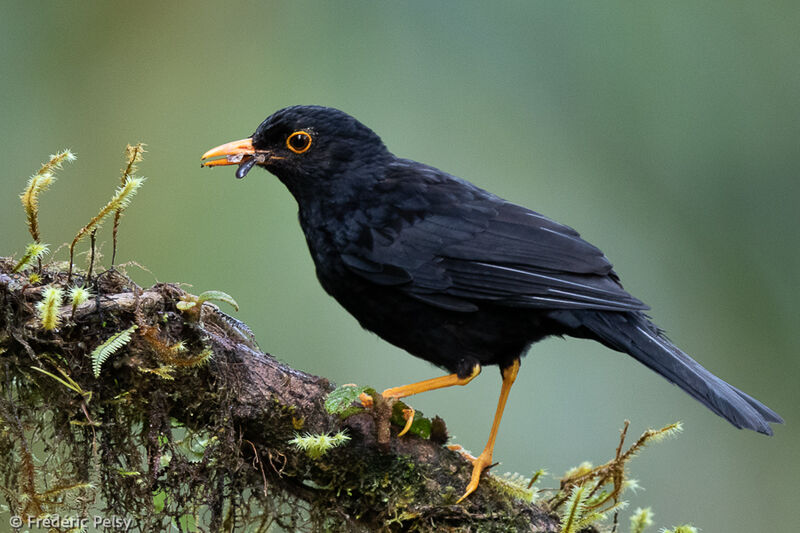 Glossy-black Thrush