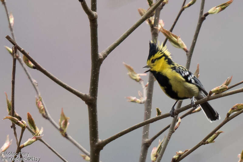 Yellow-cheeked Tit male adult breeding, identification, song