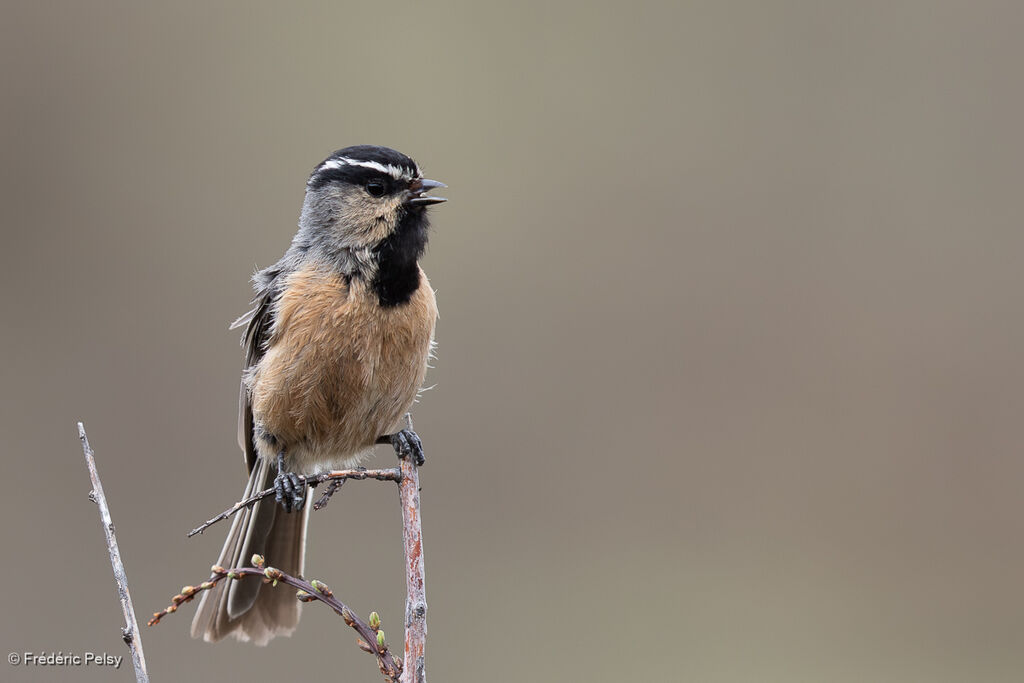 White-browed Tit