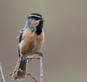 Mésange à sourcils blancs